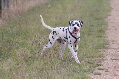 Étalon Dalmatien - Verity Des Dalma d'Olympe