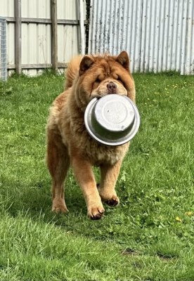 Étalon Chow Chow - Famous Dream Viking