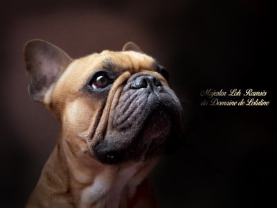 Étalon Bouledogue français - Majestor loh ramsès Du Domaine De Lotuline