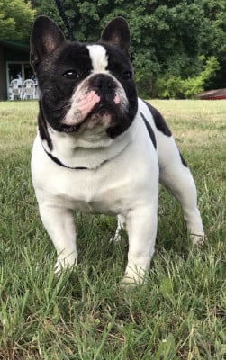 Étalon Bouledogue français - Foreverose Of Narco Socrate