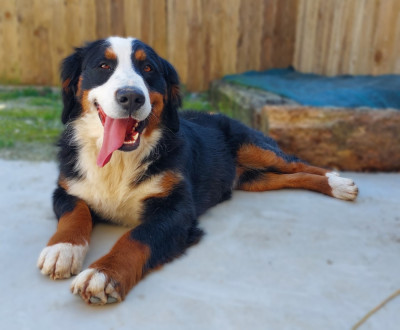 Étalon Bouvier Bernois - Surprise (Sans Affixe)