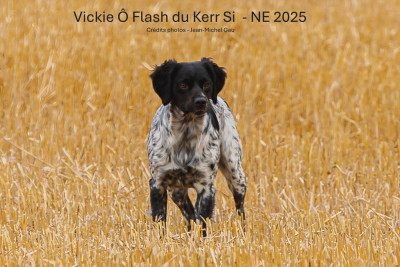 Étalon Epagneul Breton - Vickie Ô Flash Du Kerr Si