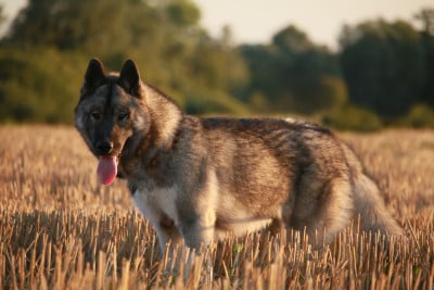 Étalon Siberian Husky - A Kaspian the prince Of Umok's Dreams