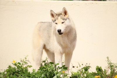 Étalon Siberian Husky - Arrow Zorsky