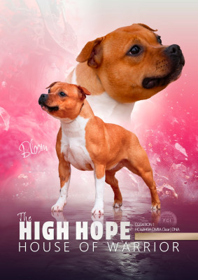 Étalon Staffordshire Bull Terrier - The high hope House Of Warrior
