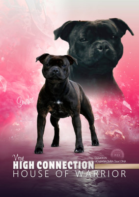 Étalon Staffordshire Bull Terrier - Very high connection House Of Warrior