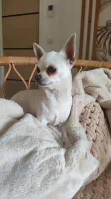 S'rosa Des Roses De Lolita