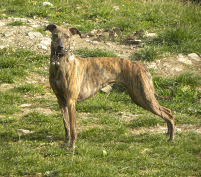 Étalon Whippet - CH. Thai thai vai of the Moon
