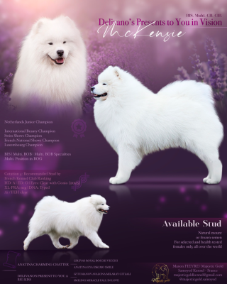 Étalon Samoyède - CH. Delivano's presents to you In vision}