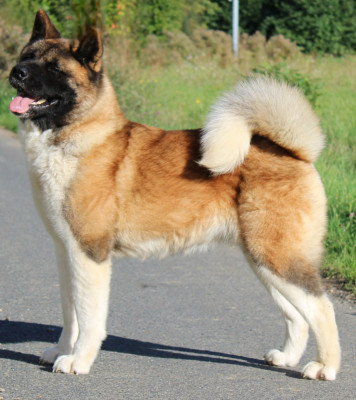 Étalon Akita americain - CH. Kirey kzoku li savanna for sertse angela