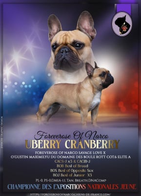 Étalon Bouledogue français - CH. Foreverose Of Narco Uberry cranberry