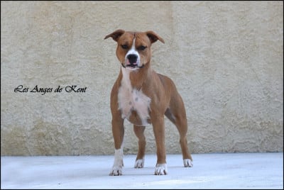 Étalon American Staffordshire Terrier - Velvet summer dreams of hope Des Anges De Kent
