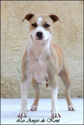 Étalon American Staffordshire Terrier - Uptown state of georgia Des Anges De Kent