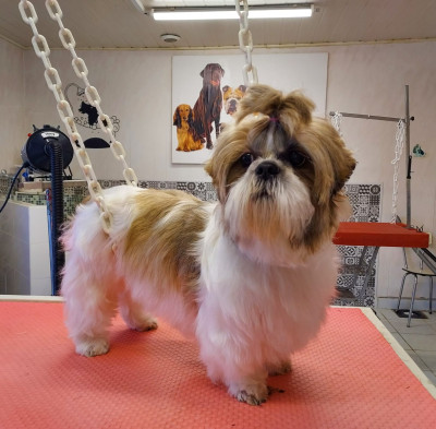 Étalon Shih Tzu - Thaïs Du Domaine De Sheitan
