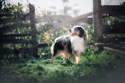 Étalon Berger Américain Miniature - sweet world Quick honor blaze