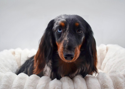 Étalon Teckel poil long - gledi best A million lights