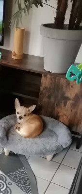 Étalon Chihuahua - Vahinee Du Moulin Des Petits Gringos