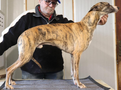 Étalon Whippet - Uryo von Hoëhenzoller