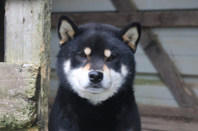 Étalon Shiba - Uoshi go Des Fideles Akita Ken