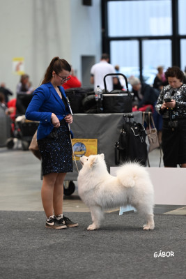 Étalon Samoyède - CH. Majestic Gold Unforgettable evidence