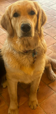 Étalon Golden Retriever - Amethyste Du Brionnais Doré