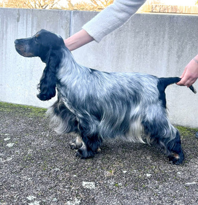 Étalon Cocker Spaniel Anglais - Umour coquin of loving Star