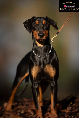 Étalon Pinscher Allemand - Venus des Princes Pinscher