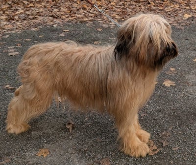 Étalon Berger de Brie - Rumba des gardiens du petit ange