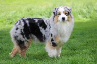 Étalon Berger Australien - Una storia importante De La Tasmanie Sauvage