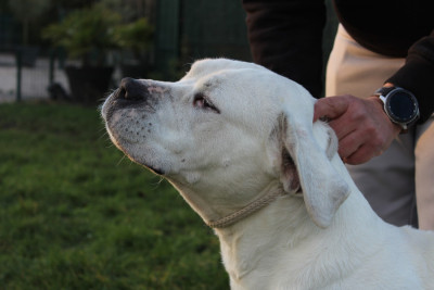 Étalon Dogo Argentino - Pampa del Camino Del Oro Blanco