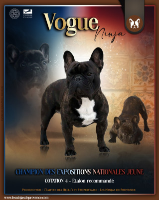 Étalon Bouledogue français - Vogue ninja de l'Empire des Hellls