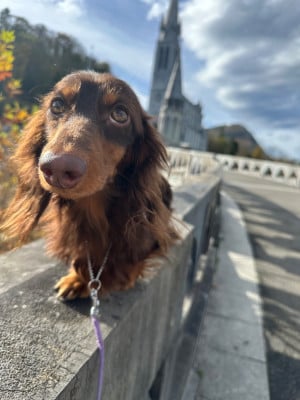 Étalon Teckel poil long - Honey bear gold saffron