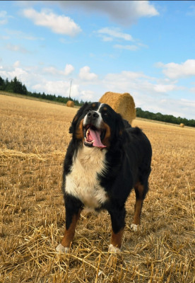 Étalon Bouvier Bernois - CH. S'eden (Sans Affixe)
