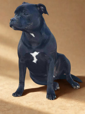 Étalon Staffordshire Bull Terrier - Abyss De La Petite Olympe