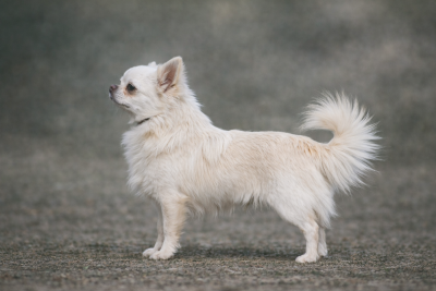Étalon Chihuahua - Ultimate al pacino Des Pattounes Douces