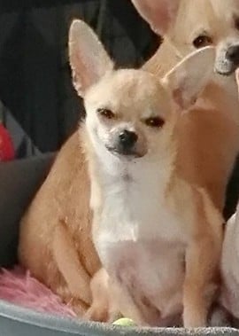 Étalon Chihuahua - Vahinee Du Moulin Des Petits Gringos