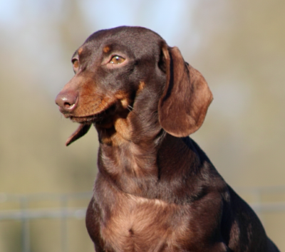 Étalon Teckel poil ras - Uriell de l'air salin
