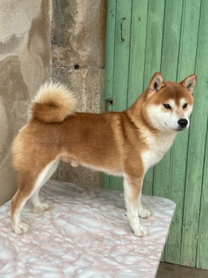 Étalon Shiba - Junken no tanjirou go kyuushuu junkenkai