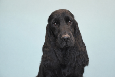 Étalon Cocker Spaniel Anglais - Vahiné Du Domaine Des Rêves Bleus
