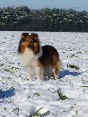 Étalon Shetland Sheepdog - Soon Of Lovely Fairy Blue