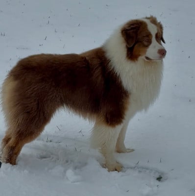 Étalon Berger Australien - Umberto il magnifico De La Tasmanie Sauvage