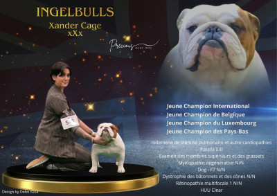 Étalon Bulldog Anglais - ingelbulls Xander cage xxx