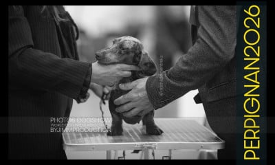 Étalon Teckel poil ras - Vanilla ice cream chocolate du Buc de la Coume