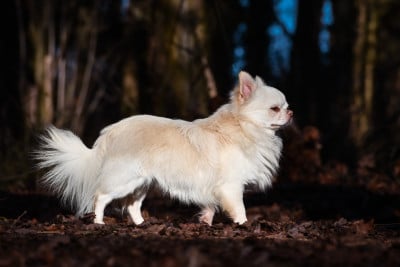 Étalon Chihuahua - Ultimate al pacino Des Pattounes Douces