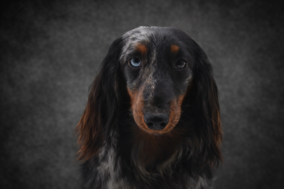 Étalon Teckel poil long - gledi best A million lights