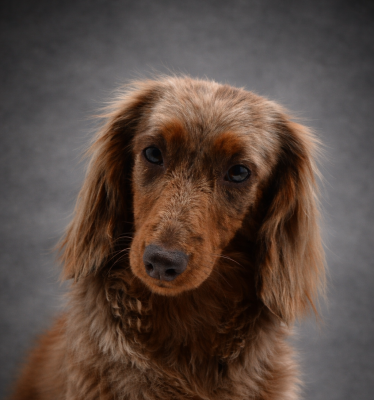 Étalon Teckel poil long - kinchville Carnaby « kisha »