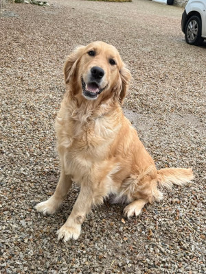 Étalon Golden Retriever - Thérèse du moulin de madjurie