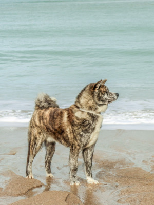 Étalon Akita - Vito jagwar Des Fideles Akita Ken