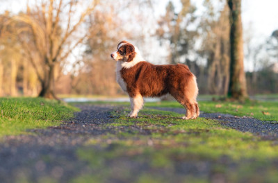 Étalon Berger Australien - Ultra chic du chemin de la belle etoile