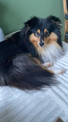 Étalon Shetland Sheepdog - Very dolly sand fairies Of Vanook's Garden